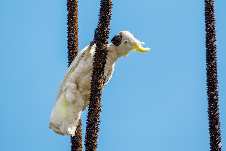 Sulphur-crested cockatoos are well-known and numerous in parts of Australia.