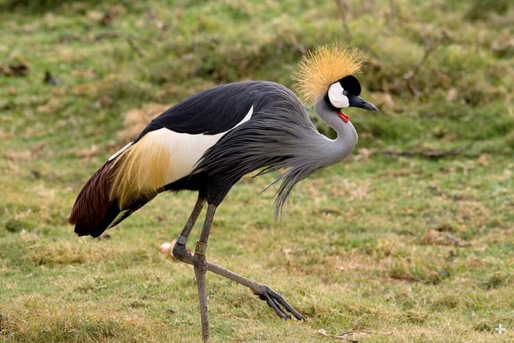 East African crowned cranes are famous for their elaborate mating rituals, which include a spectacular display of head bobbing, leaps, bows, and wing fluttering.