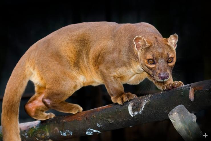 The fossa is the top predator on the island of Madagascar. 