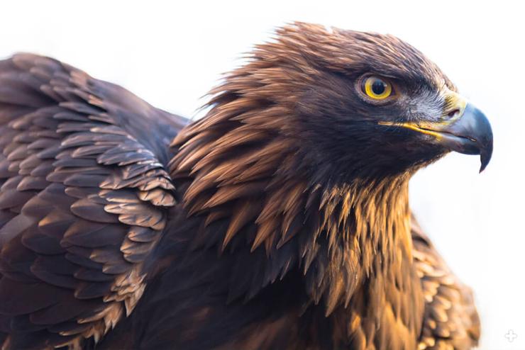 A golden eagle can rotate its head around 270 degrees, to get a better view.