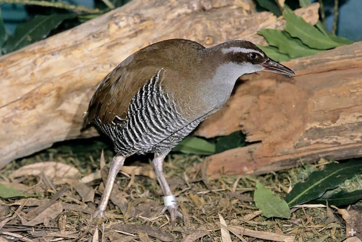 The Guam rail, like other island rails, is virtually flightless; but it has well-developed leg muscles, and it can swim and dive.