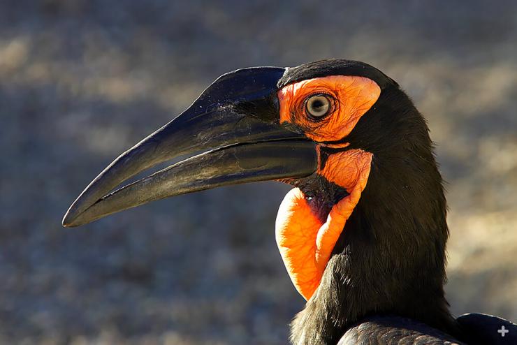 The southern ground hornbill is known for its long-down-curved bill, lengthy eyelashes, and booming voice.