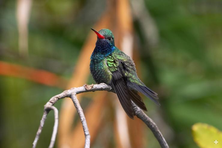 Broad-billed hummingbirds, like this one, are found in southern Arizona, New Mexico, and Sonora, Mexico.