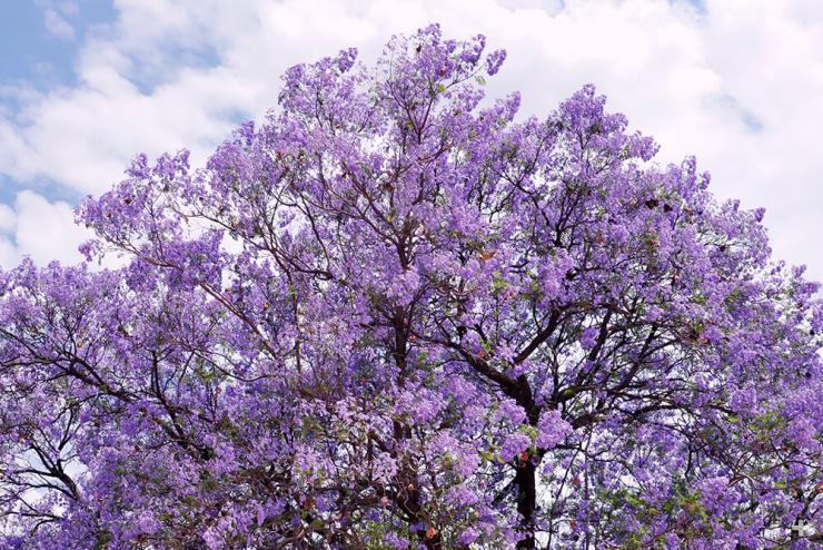 Jacaranda tree in bloom