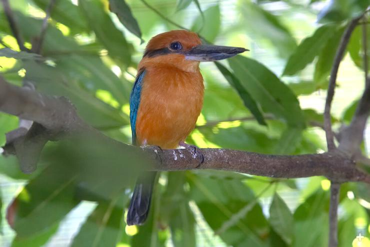 The Micronesian kingfisher is thought to be extinct in the wild, and fewer than 150 individuals exist in managed care. San Diego Zoo Global is participating in the Species Survival Plan breeding program for this endangered kingfisher.