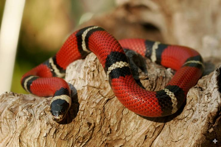 Sinaloan milk snakes are found in open grasslands, desert and dry lowlands of Mexico, in Sinaloa, Sonora, and Chihuahua.