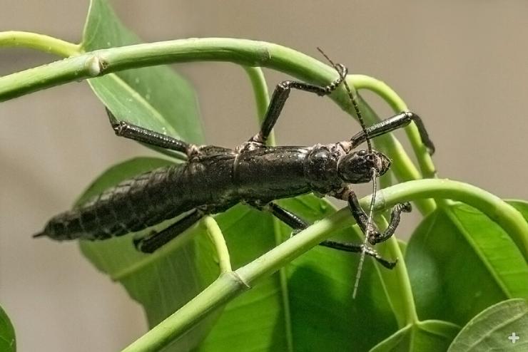 An adult Lord Howe Island stick insect is black in color. The bright green youngsters gradually darken as they mature.