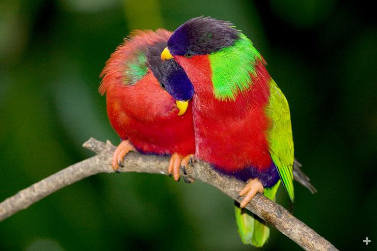 Collared lories live in the forests of the Fiji islands but can be found in towns and villages, too.