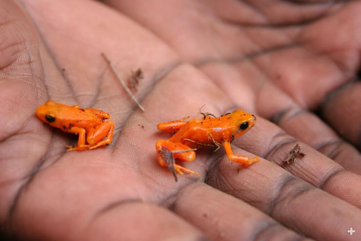 Tiny golden mantella frogs are among the most brightly colored and eye-catching of all frogs.