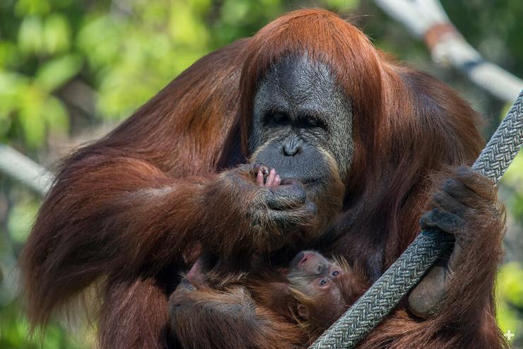 An orangutan baby instinctually hangs on to its mother's hair.  Here, mother Indah inspects her baby's fingers.