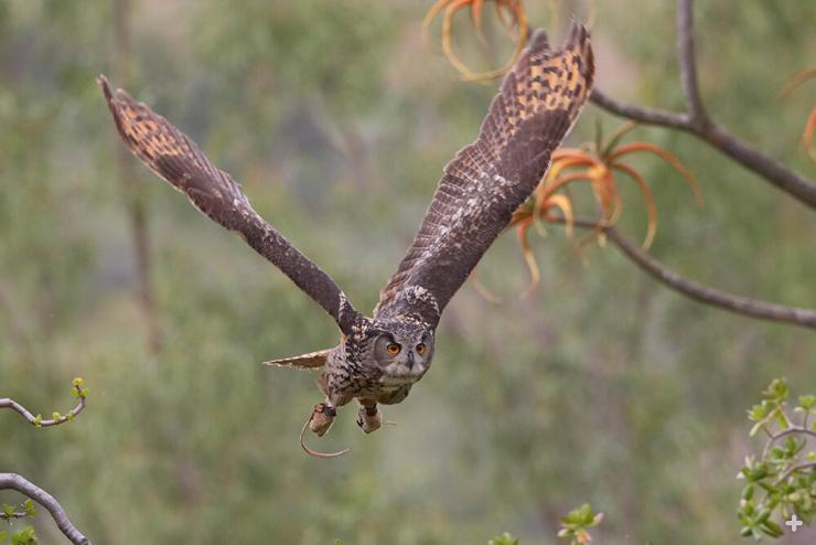 The largest owl is the Eurasian eagle-owl. It needs large territories and large prey to survive.