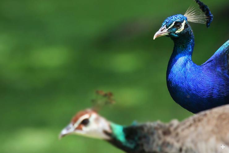 Both male and female peafowl have a very distinctive crest of uniquely shaped feathers on the head.