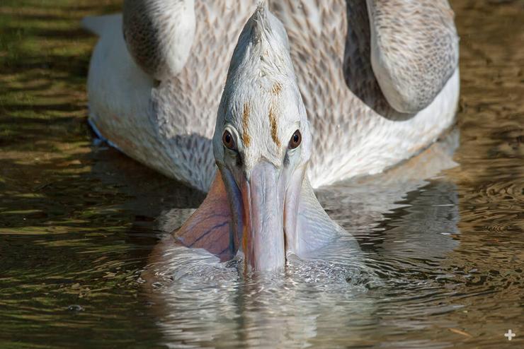 The water in this pelican’s submerged throat sac is being filtered out, leaving the bird with a tasty meal.