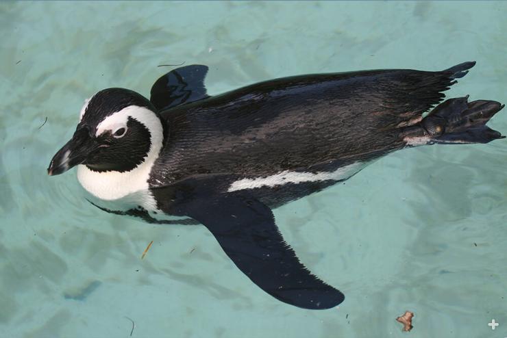 African penguins are fast swimmers, allowing them to catch a variety of prey from the sea, including sardines, anchovies, squid, and crustaceans.