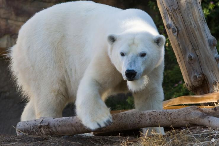 Even though polar bears look white, their hair is really made of clear, hollow tubes filled with air.