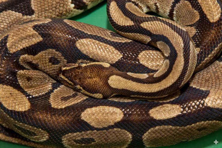 Pythons, like this ball python, wrap coils of their body around their prey and squeeze tightly. Instead of crushing their prey, they suffocate it by constricting its breathing.