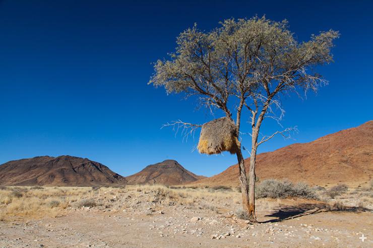 A sociable weaver nest, like this one in a tree in Namibia, looks something like a haystack and can be quite huge.