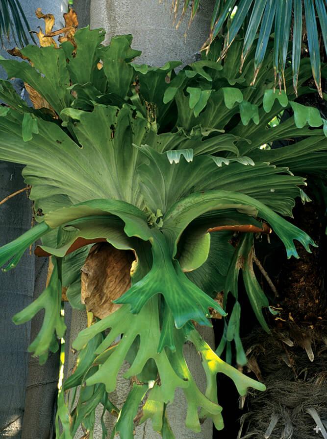 Staghorn fern growing on a fig tree trunk.
