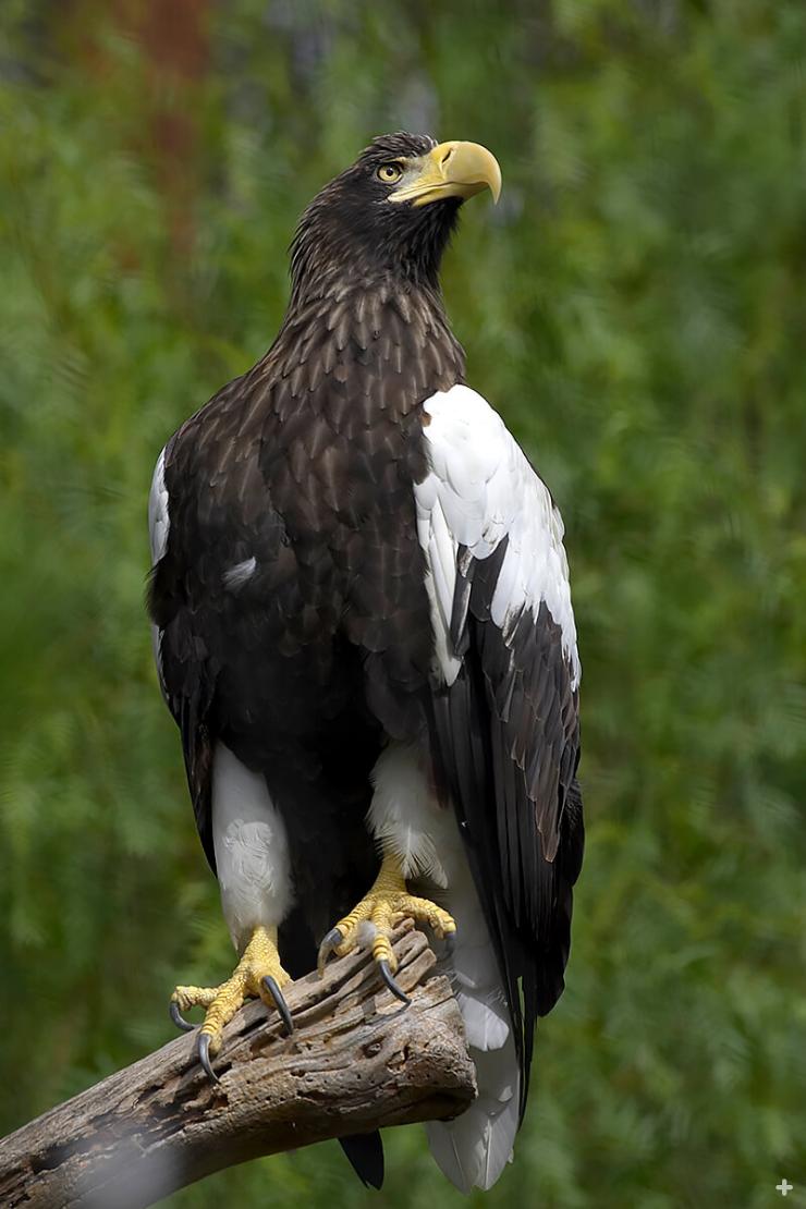The Steller's sea-eagle is the world's heaviest known eagle.