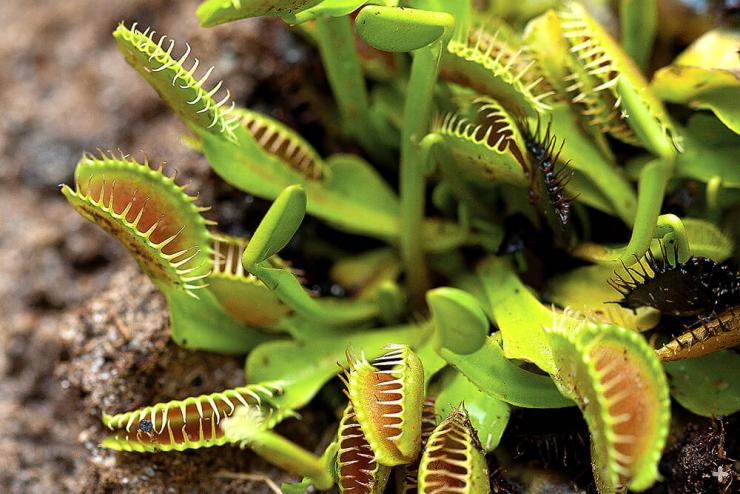 Each leaf of a Venus flytrap is a trap.