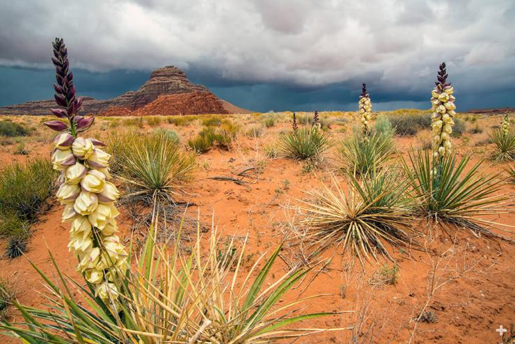 Yuccas bloom in the outback desert of Ticaboo Mesa, Southern Utah.