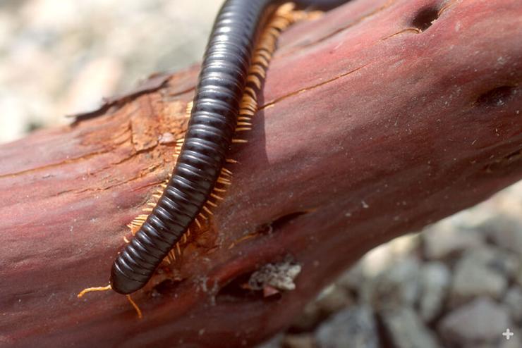 Giant African millipede on branch