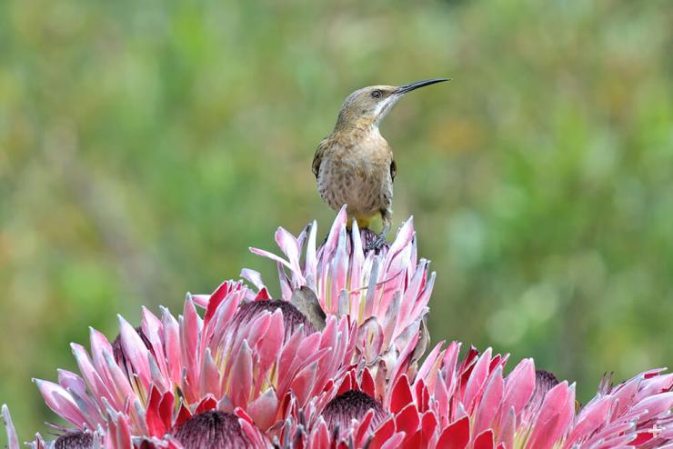 African sugarbird on protea flowers