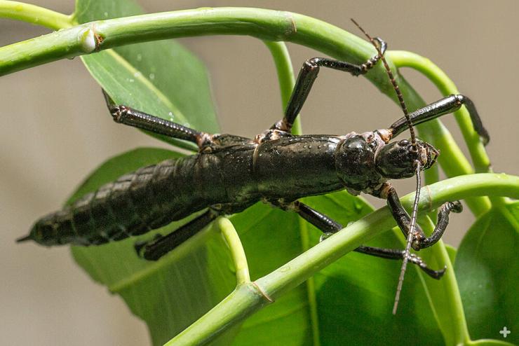Lord Howe Island stick insect