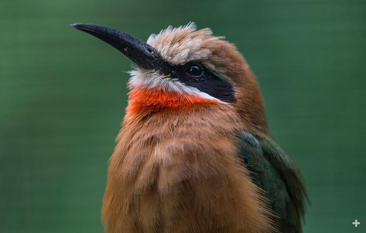 White-fronted bee-eaters will be part of the Zoo's Africa Rocks avian experience. 