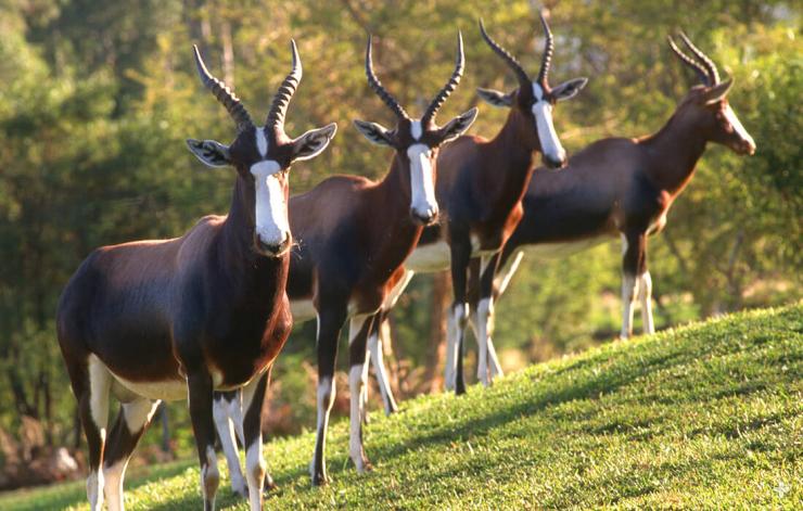 Bonteboks are beautiful herd animals that graze on fynbos vegetation in South Africa.