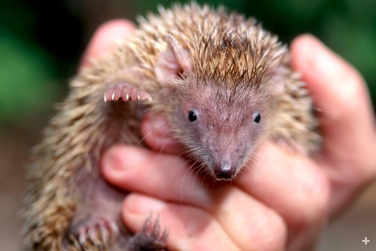 The kitten-sized lesser hedgehog tenrec is easily confused with the hedgehog.