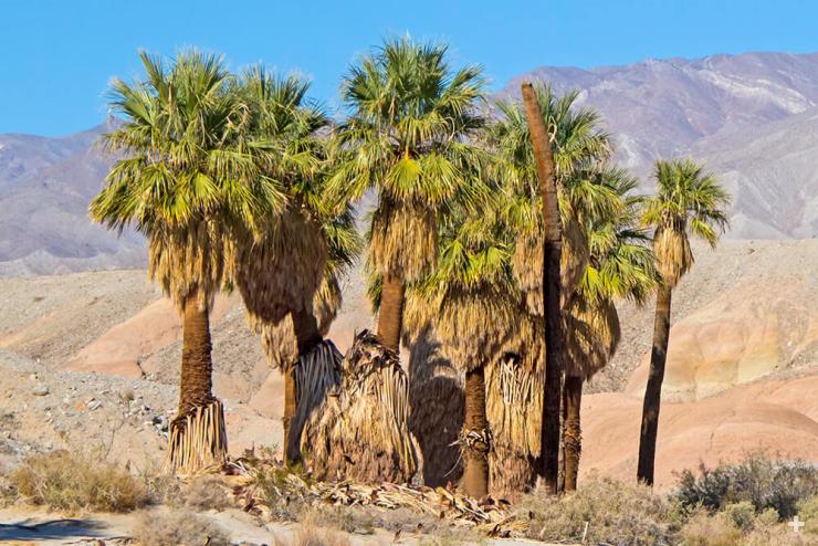 California fan palms in the desert.