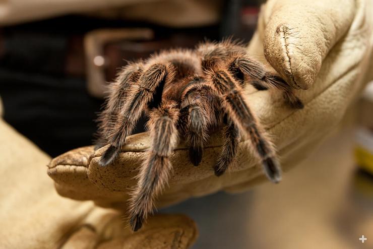 Chilean tarantula