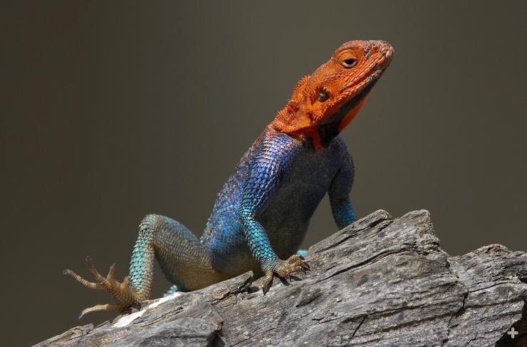 Lizard | San Diego Zoo Animals & Plants