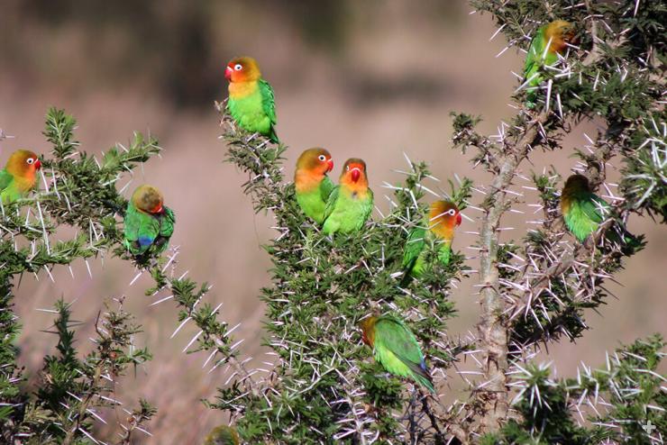 Fischer's Lovebird | San Diego Zoo Animals & Plants