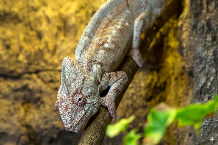 chameleon san diego zoo