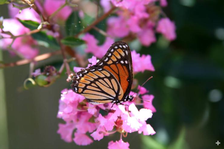 A monarch butterfly rests on a crape myrtle tree's flowers