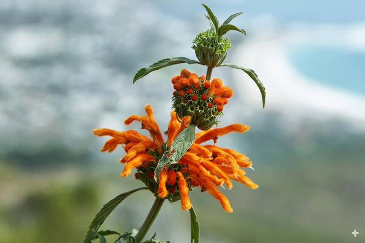 Lion's tail growing in coastal South Africa