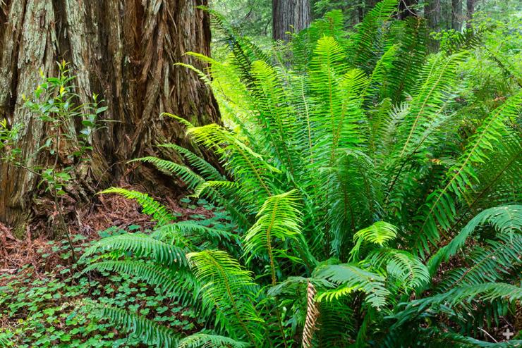 Sword fern growing in a redwood forest.