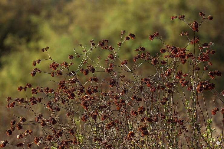 Clusters of wild buckwheat flowers dry to a coppery color.