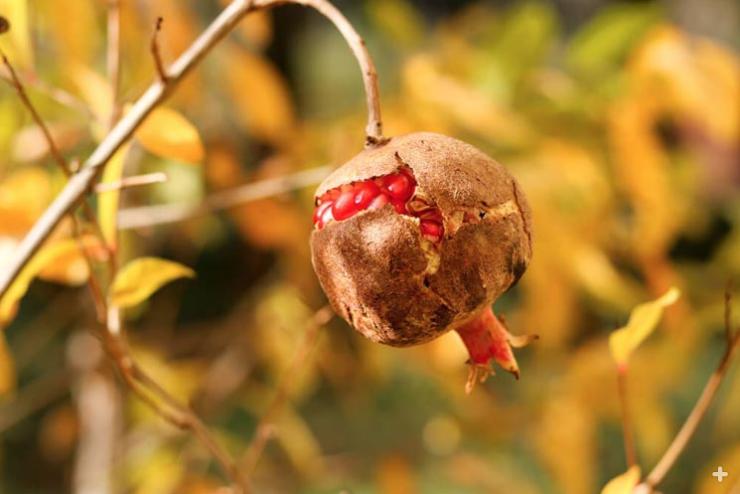Ripe pomegranate fruit, cracked and exposing seeds
