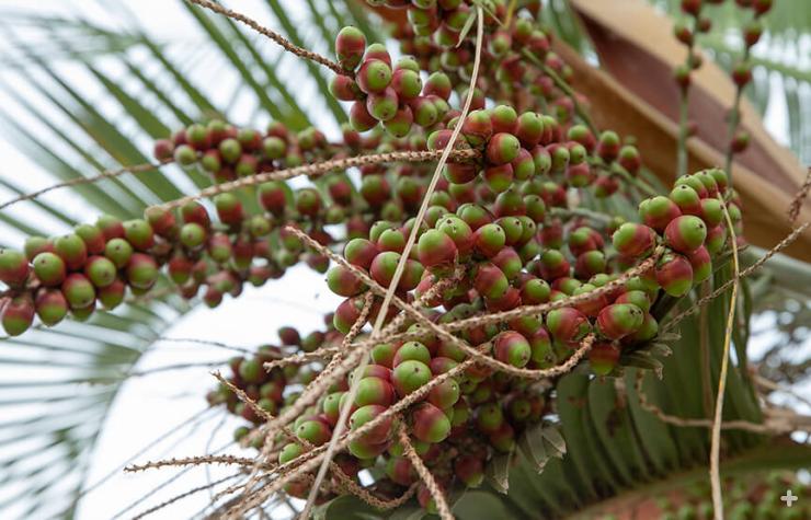 Close-up of pindo jelly fruit as it ripens on the palm.