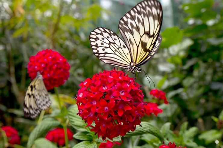 Butterflies drinking nectar from peantas flowers.