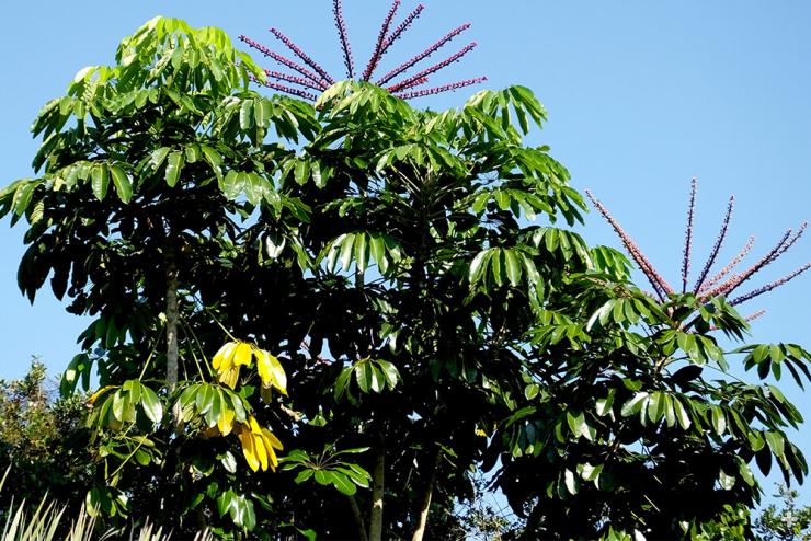 Queensland umbrella tree