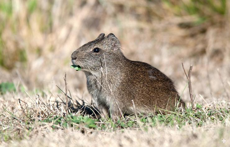 A wild Brazilian guinea pig (Cavia aperea) in Argentina.