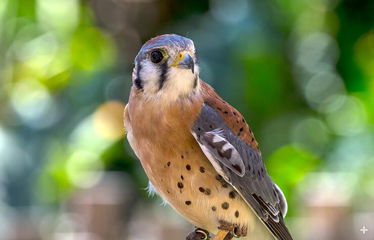 The American kestrel is a sexually dimorphic species, with females being 10 to 15 percent larger than males. 