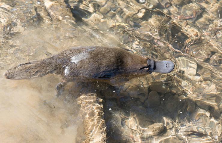 A fabulous swimmer, the duck-billed platypus detects prey underwater with its sensitive bill that detects the electric fields generated by living things.
