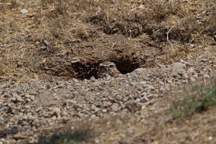 Unusual among owls, the burrowing owl lives underground. 