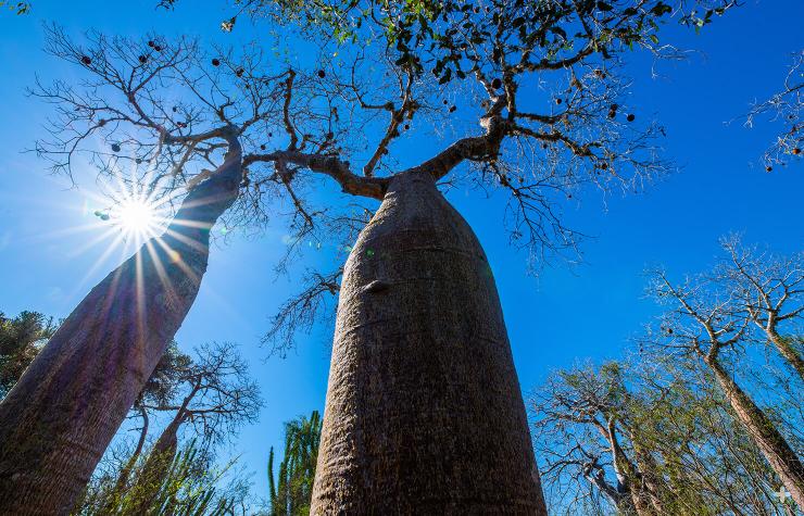 Baobab tree in Madagascar.
