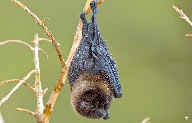 What's up? Rodrigues fruit bats hang out in large groups during the day and forage for fruits by night.